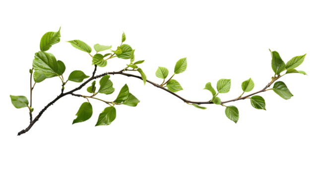 Photo of A branch with green leaves on white background