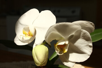 macro photo of white orchids and bud