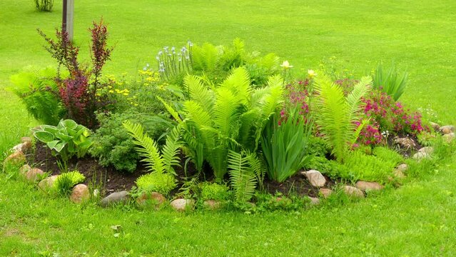 Ferns and other plants in the flowerbed in summer city park.