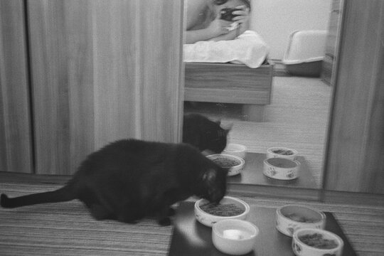 Chomutov, Czechia - September 04, 2023: cat Violka having dinner - analogue