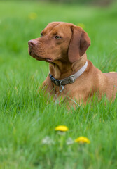 Vizsla dog laying in grass. Yellow flowers in the foreground. 