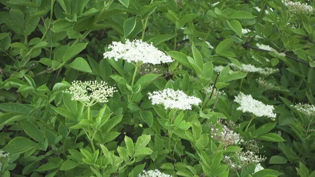 Sambucus nigra is species complex of flowering plants in family Adoxaceae native to most of Europe. It is elder, elderberry, black elder, European elder