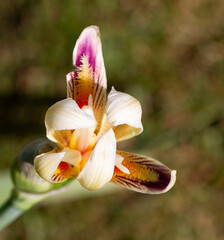 marcro photo of siberian iris with muted background
