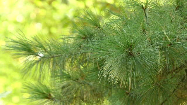 Pinus strobus, commonly known as eastern white pine, white pine, northern white pine, Weymouth pine, and soft pine is large pine native to eastern North America.