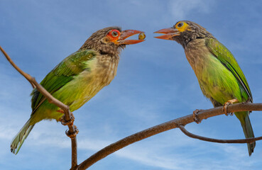 Brown headed Barbet