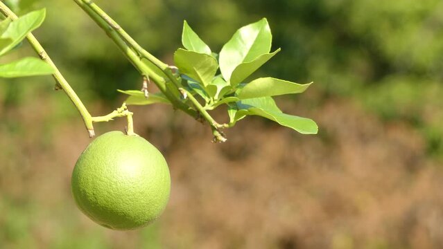 Citrus maxima (or Citrus grandis), (Common names: pomelo, pomello, pummelo, pommelo, pamplemousse, jabong (Hawaii), shaddick, or shaddock) is natural (non-hybrid) citrus fruit, with grapefruit.