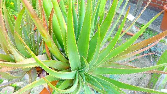 Aloe succotrina, Fynbos aloe