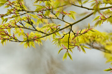 Japanischer Ahorn im Frühling - Die Bäume sind grün im Park