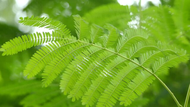 Paraserianthes lophantha, commonly called Albizia, Cape Leeuwin Wattle, Cape Wattle, Crested Wattle or plume albizia. It is on coast of Western Australia, from Fremantle to King George Sound.