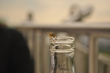 Bee on a bottle neck