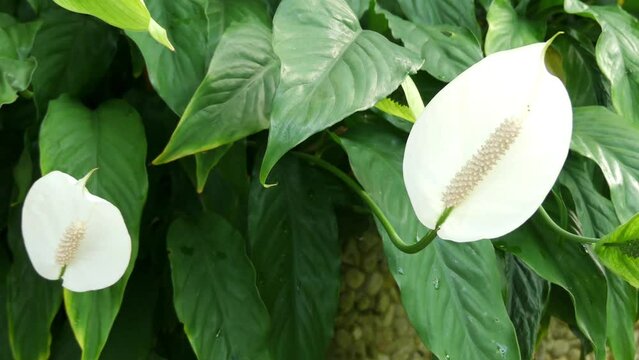 Spathiphyllum wallisii, known as Peace lily