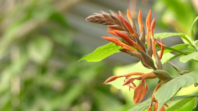Aphelandra gigantiflora. Aphelandra is a genus of about 170 species of flowering plants in family Acanthaceae, native to tropical regions of Americas.