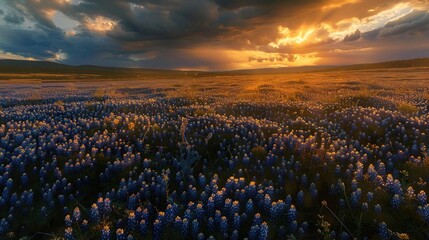 Bluebonnet Sunset. The golden sunset showers a large field of bluebonnets at Muleshoe Bend, Texas - obrazy, fototapety, plakaty