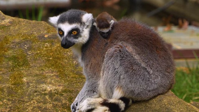 Close up view of ring-tailed lemurs on a meadow with a very young baby on a sunny day
