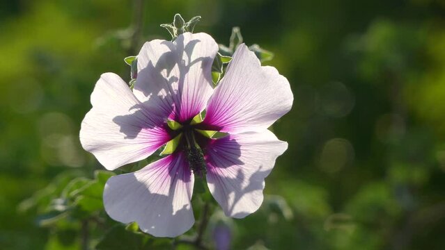 Lavatera maritima. Lavatera is genus of about 25 species of flowering plants in family Malvaceae.