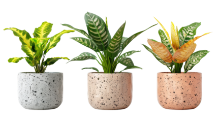 plant in vase on transparent background