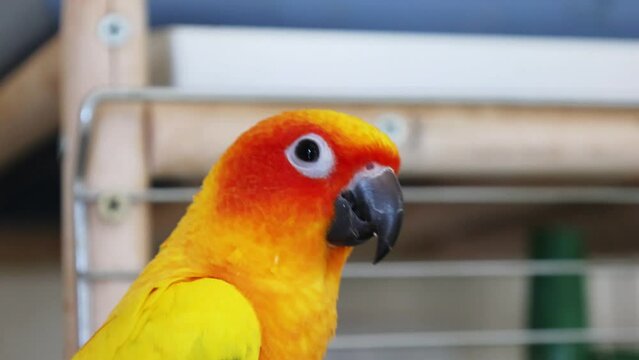 Close up small funny yellow-green parrot. International Bird Day. World Wildlife Day. Care pet.