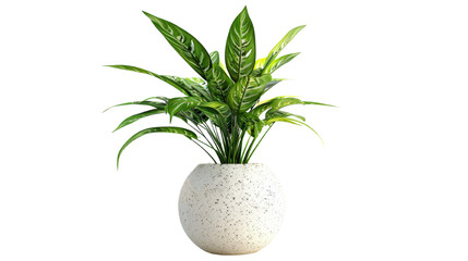 plant in vase on transparent background