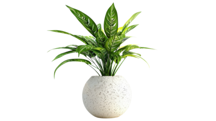 plant in vase on transparent background
