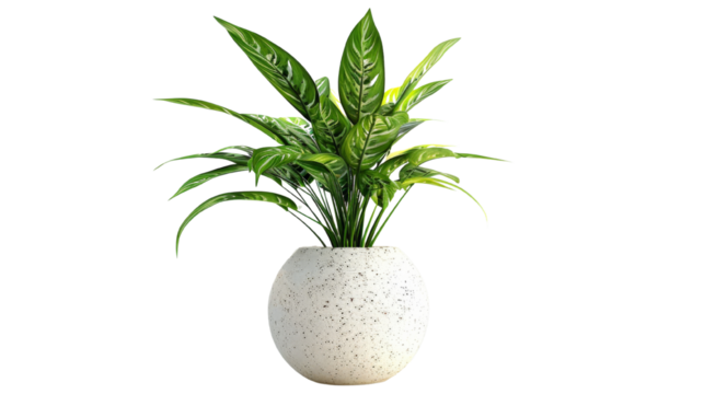 plant in vase on transparent background