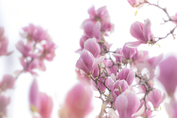 Magnolia flower blossom in spring time, soft focus background, beautiful flowering Magnolia tree