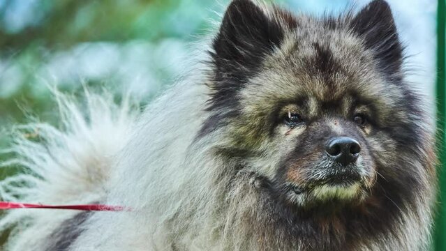 Keeshond is medium-sized dog with plush, two-layer coat