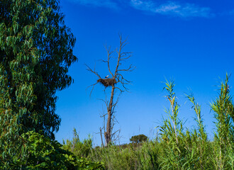 White stork nests on an old dry tree in a field on the coast, Portugal
