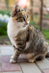 Naklejka na ściany i meble Portrait of a domestic cat photographed outdoors on a sunny day.