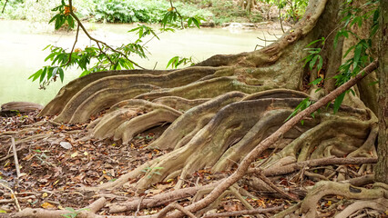 The base of tropical tree with large buttress roots at the edge of a swamp in the jungle of Thailand. Tree root ground view. - obrazy, fototapety, plakaty