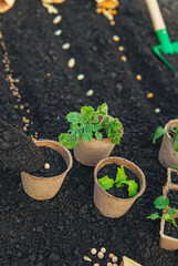 Sow seeds in the garden for rose gardens. selective focus.
