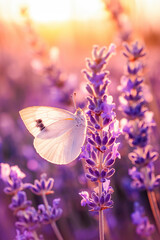White butterfly sitting on lavender flower - 774196033