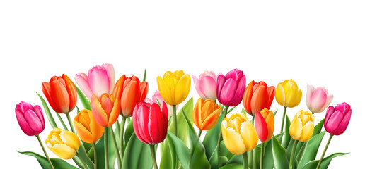 Colourful tulips isolated on white background