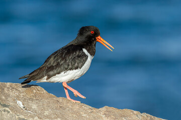 Side view of black and white feathered and orange-billed oystercatcher standing on rocky surface in...