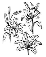 Drawing with Lily floral . Flower sketch draw