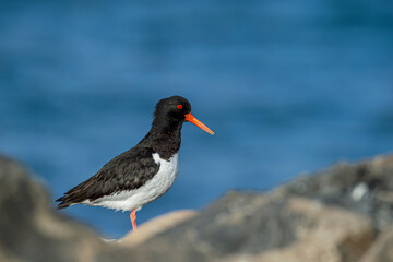 Side view of black and white feathered and orange-billed oystercatcher standing on rocky surface in...