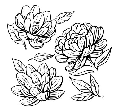 Peony flower drawing. Botanical Hand drawn