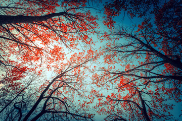 Autumn colorful crowns of trees against the blue sky. - 774198817