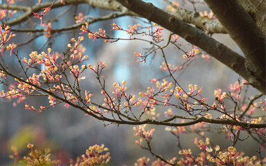 Der Baum blüht im Frühling im Park