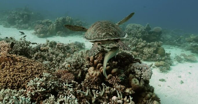 Grean sea turtle swimming in the deep water of the red sea.
