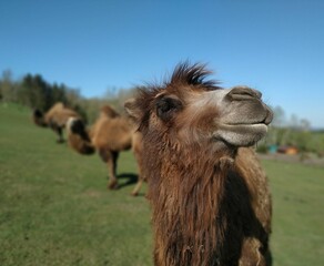 Bactrian camel face
