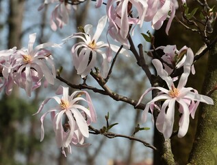 pretty big pink flowers of magnolia tree  - 774200063