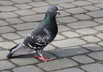 wild grey pigeons birds in park  - 774200099