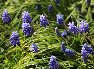 lila flowers of muscari plants at spring close up - 774200403