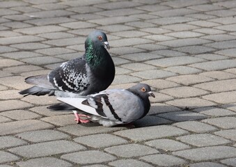 wild grey pigeons birds in park  - 774200434