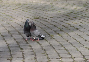 wild grey pigeons birds in park  - 774200440
