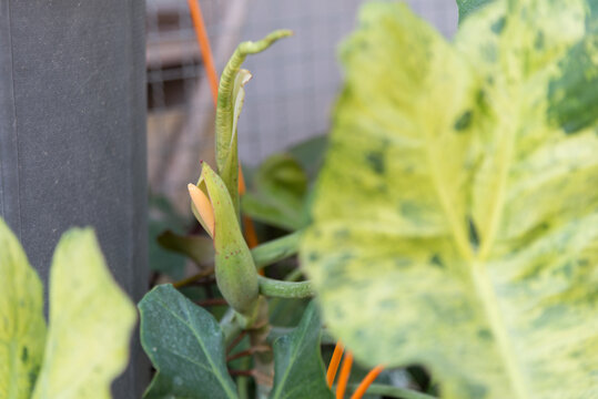 Closeup to pollen of paraiso verd in pot 