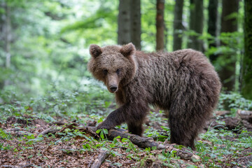 Fototapeta premium Braunbär in Großaufnahme im Wald, Blick Richtung Kamera