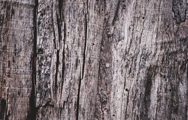 Light brown grungy bark wood. Cracked wood texture big tree surface.Template for design.Abstract natural background.Beautiful pattern.Space for work.Banner.Wallpaper.Selective focus.