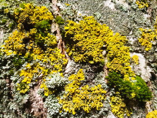 Moss, lichen on a tree trunk.