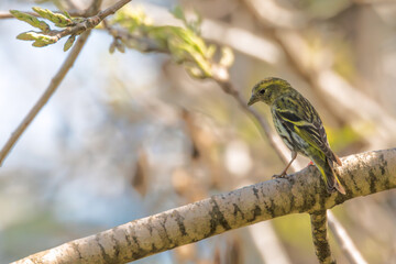 A female Eurasian siskin Carduelis spinus seen feeding on common alder seeds in February
